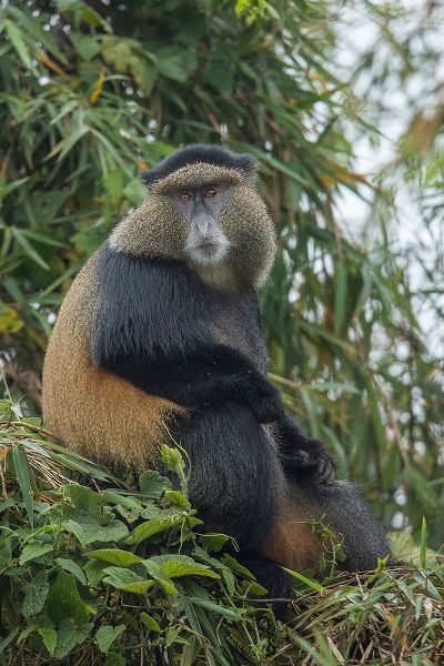 Africa-Rwanda-Volcanoes National Park-Golden Monkey in Virunga Mountains